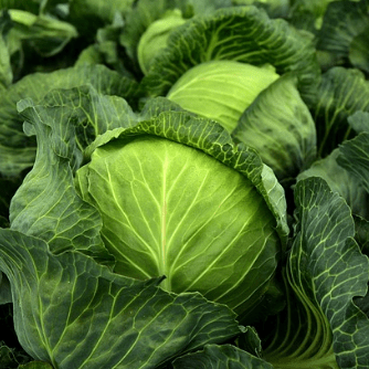 early cabbage