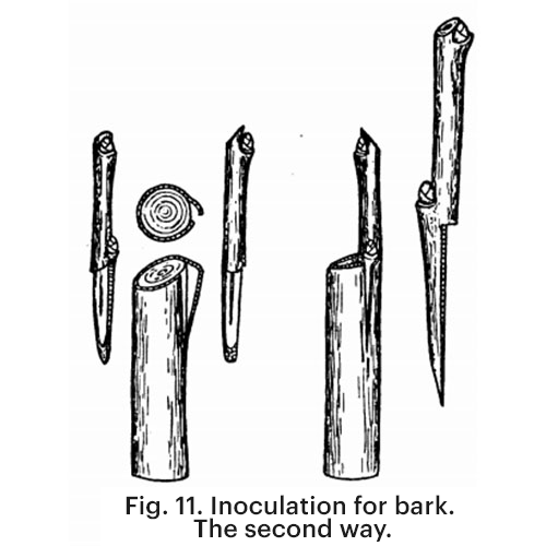 Grafting behind the bark – second method on tree branch