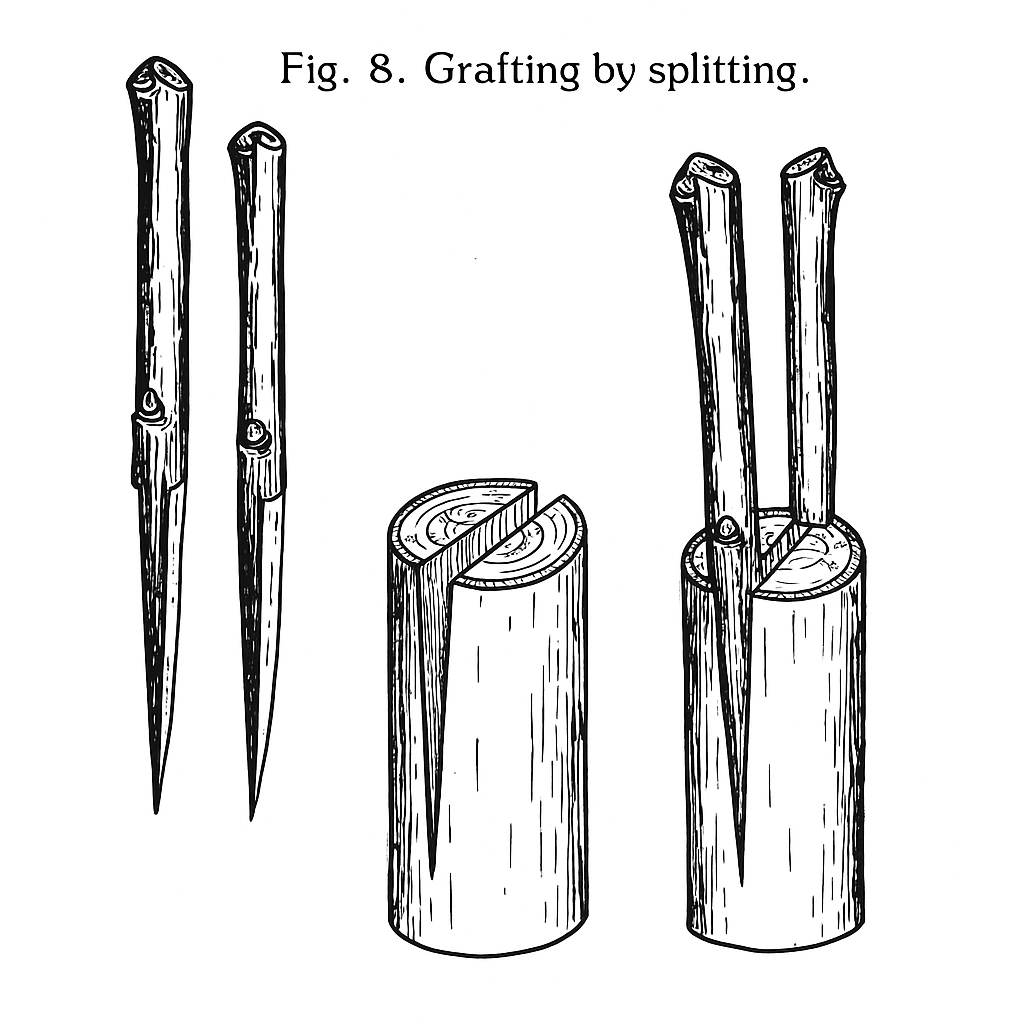Grafting by splitting rootstock or branch