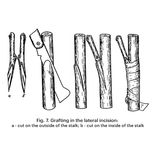Grafting into a side incision on a tree branch