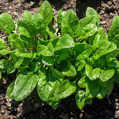 spinach matador growing from seeds