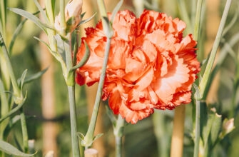 How to Grow Carnations