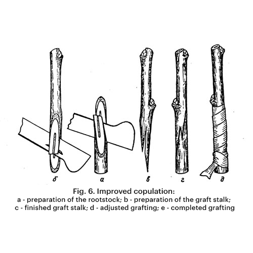 Improved grafting method known as copulation