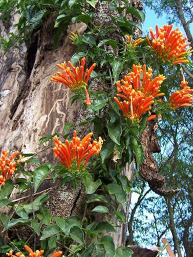 лиановая бегония