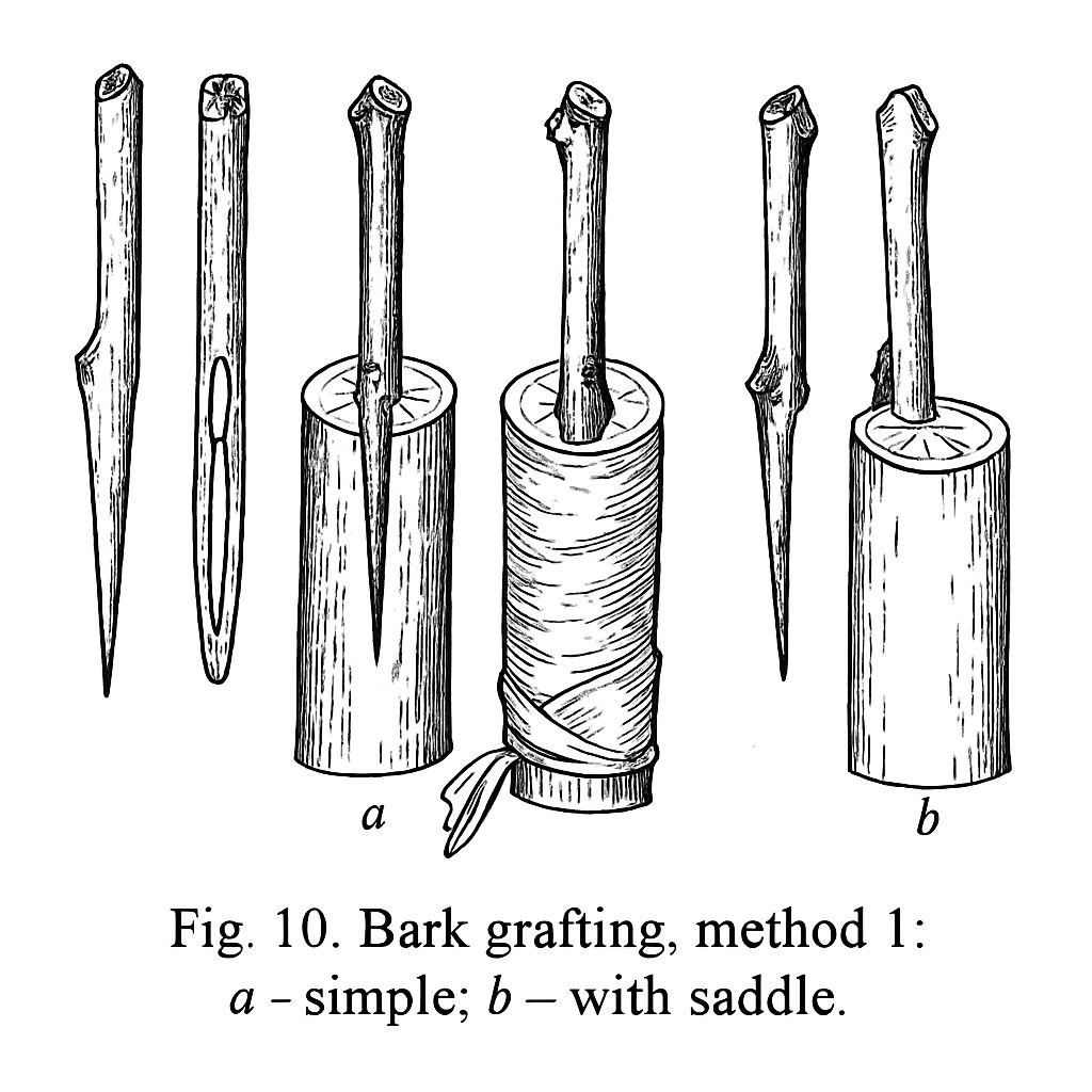 Line drawing of tree branch cross-sections