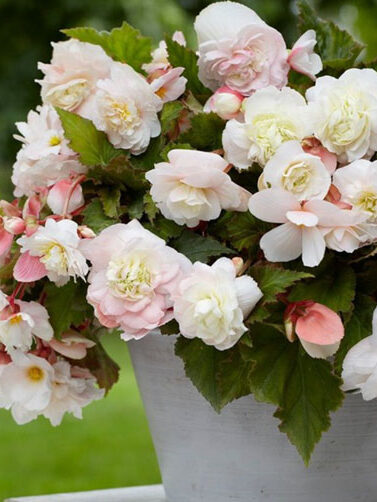 одората сорт бегонии