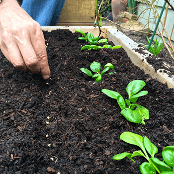 spinach growing from seeds in open ground