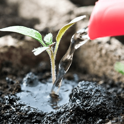 tomato seedling irrigation