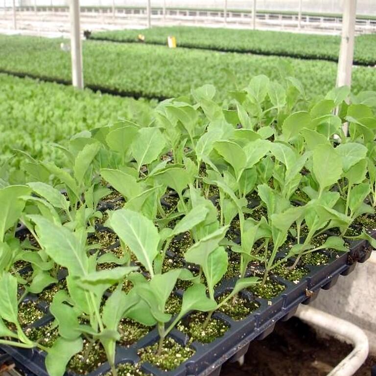 96-cell seedling tray, cabbage seedling tray, standard seed tray, vegetable seed tray, seedling propagation, gardening tray, cabbage seedlings, planting tray, nursery tray, seed starting tray