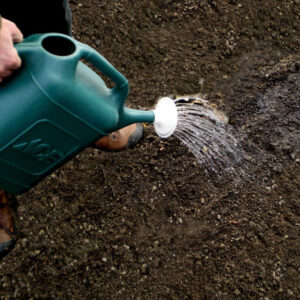 watering radish, watering can, watering vegetable garden, radish plants, garden care, hand watering, fresh radish, vegetable irrigation, garden watering process