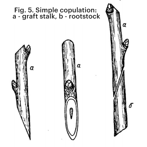 Simple grafting method known as copulation