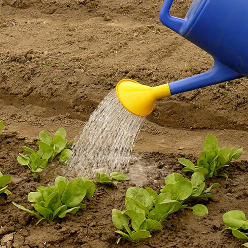 spinach cultivation techniques