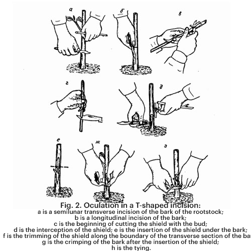 T-budding on a fruit tree with T-shaped incision