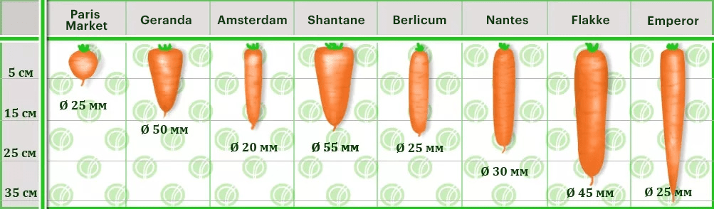 image types of carrots