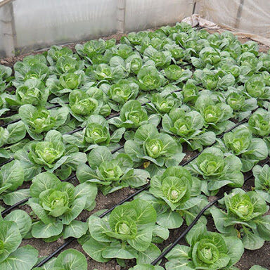 early cabbage greenhouse, cabbage growing in greenhouse, greenhouse vegetables, protected cultivation, early cabbage plants, vegetable gardening, greenhouse crop, fresh cabbage in greenhouse