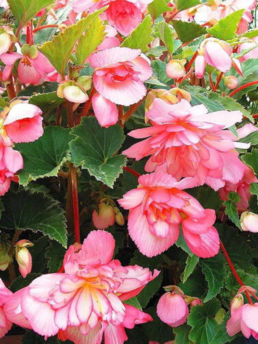 розовые бегонии сорта