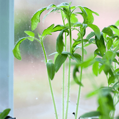 insufficient light tomato seedlings