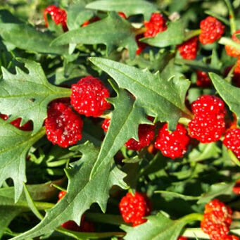 strawberry spinach growing from seeds