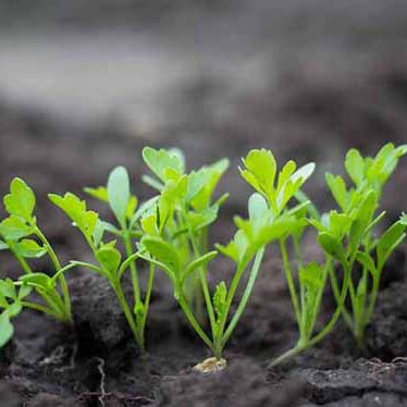 Growing arugula in open ground during summer
