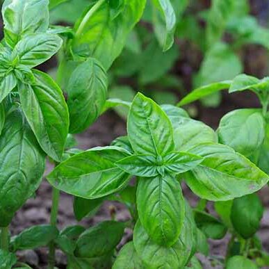 How to grow basil in summer