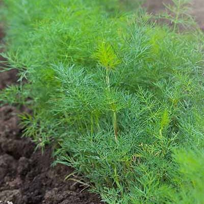 Seeds of greens for growing dill
