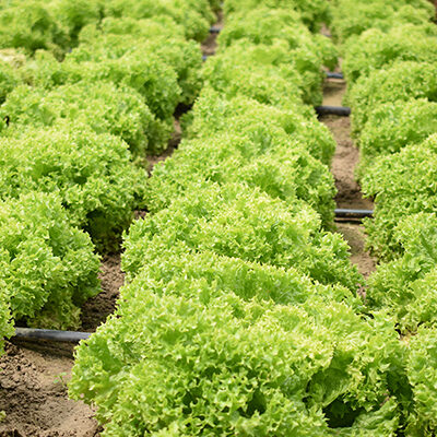 Growing lettuce greens in open ground