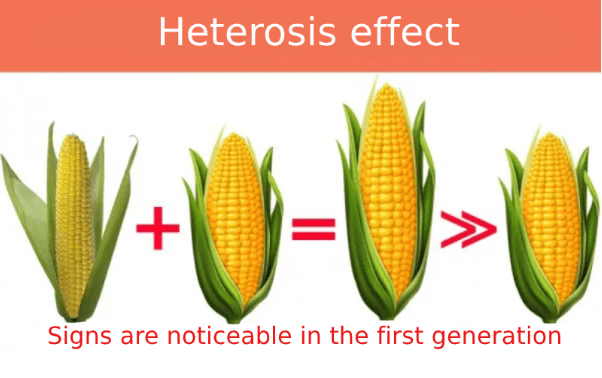 Heterosis effect in corn shown through stronger and higher-yielding hybrid plants