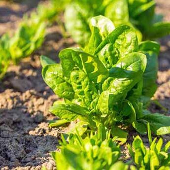 Year-round spinach greens cultivation