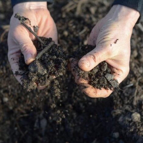 Close-up of seeds that did not sprout, showing possible germination issues