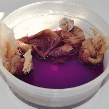 Tomato seeds being soaked in a light purple potassium permanganate solution for disinfection