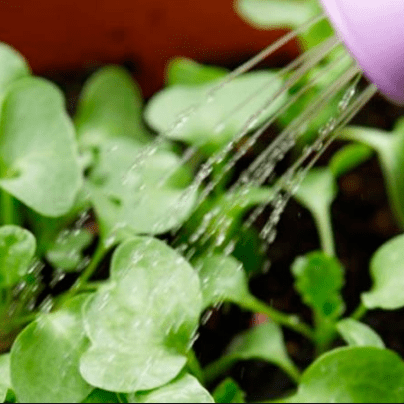 Watering radishes