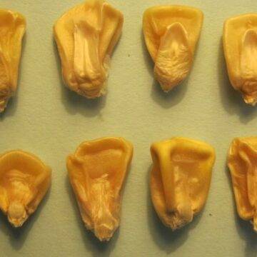 Close-up of a sweet corn kernel with the shrunken-2 gene trait