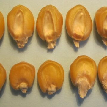 Close-up of a sweet corn kernel with the sugary-1 gene trait