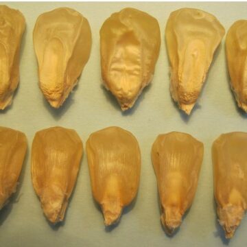 Close-up of a sweet corn kernel with the sugary enhancer gene trait