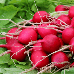 Radish '18 Days' cultivation