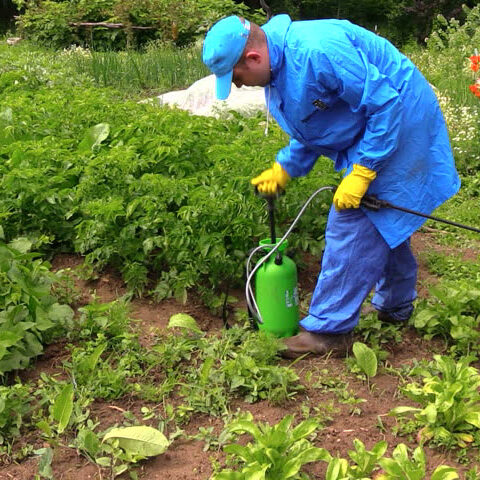 Person applying pesticide to plants using a handheld sprayer