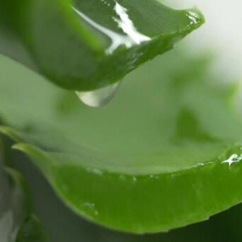 Fresh aloe leaves used as a natural plant growth stimulator