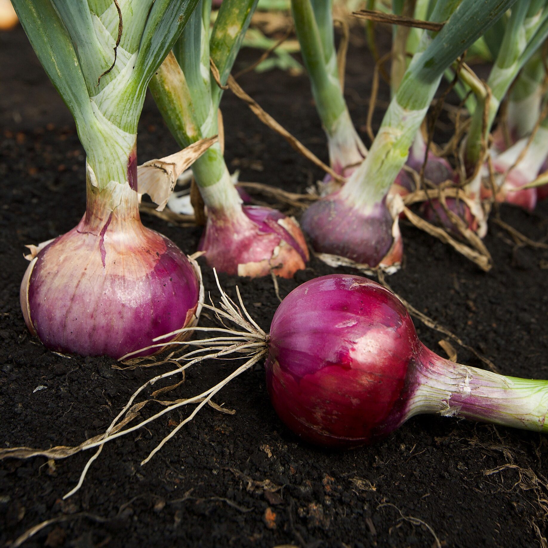 Onion plants being treated with a handheld sprayer