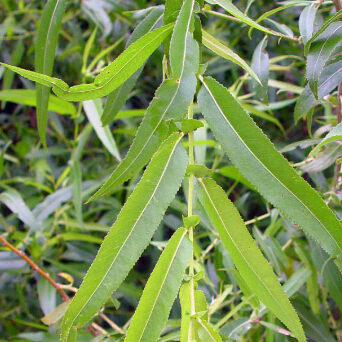 DIY plant growth stimulator from willow